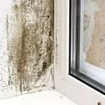 The Best Risk Management Tool For Mold Remediation
